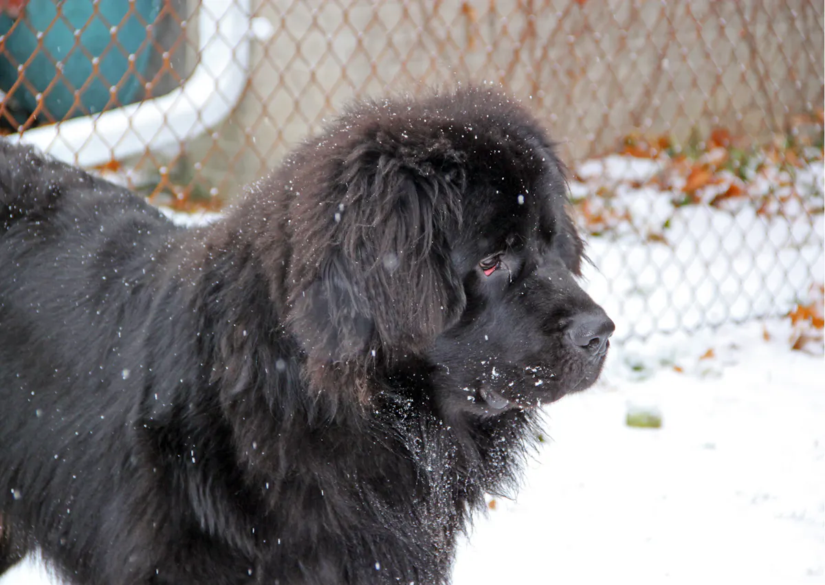 Chien terre neuve debout dans la neige, il regarde au loin