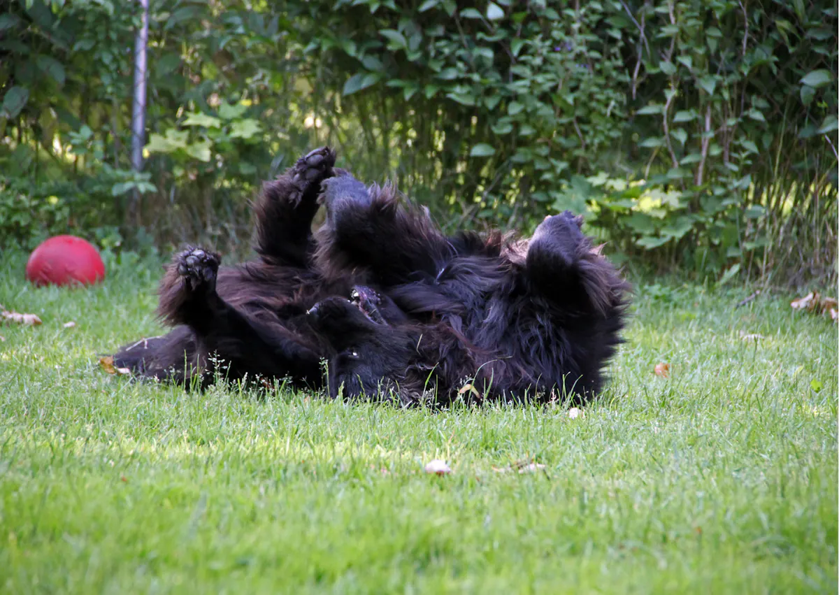 Chien terre neuve qui se roule sur le dos dans une pelouse