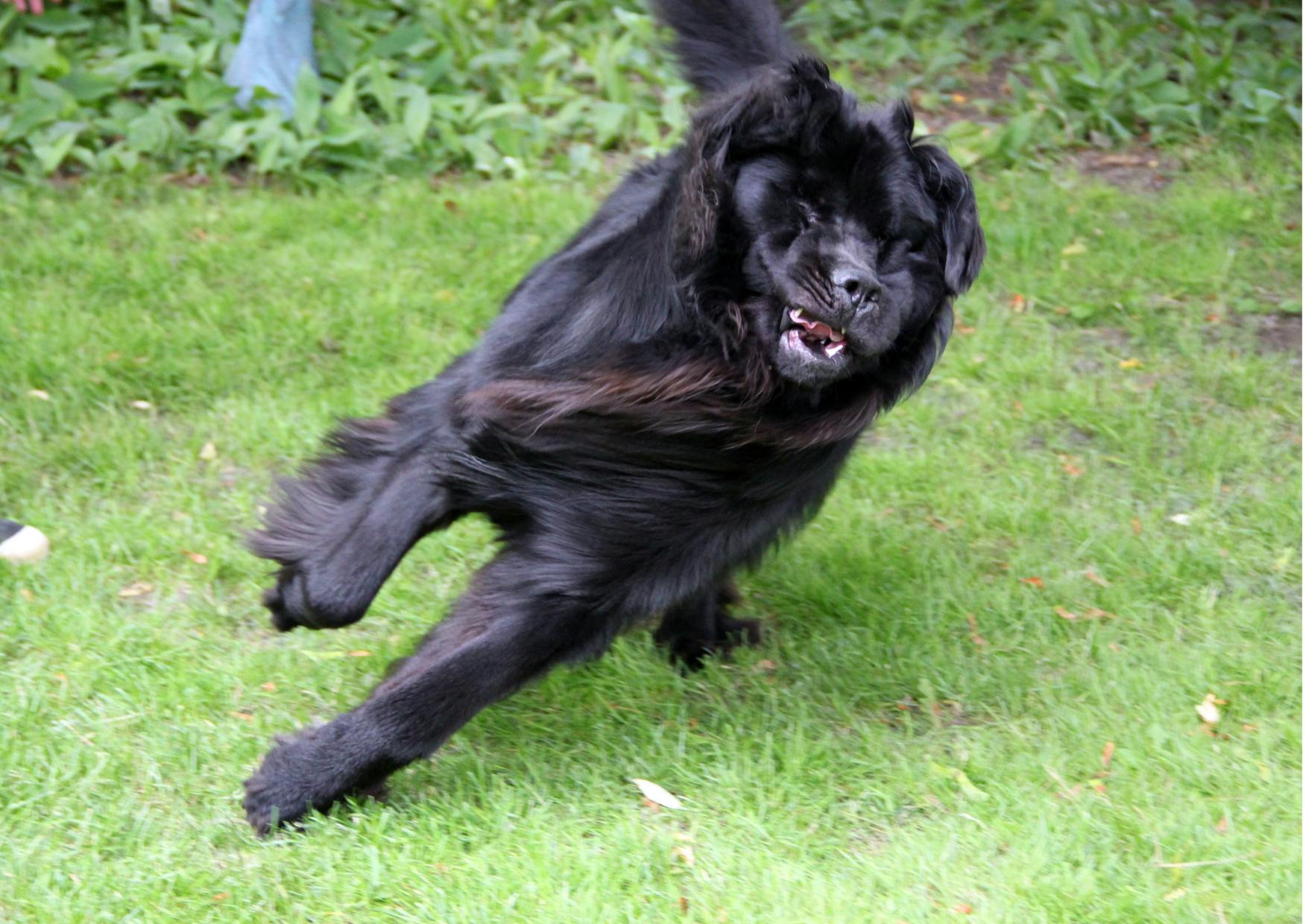 Chien terre neuve qui court dans une pelouse