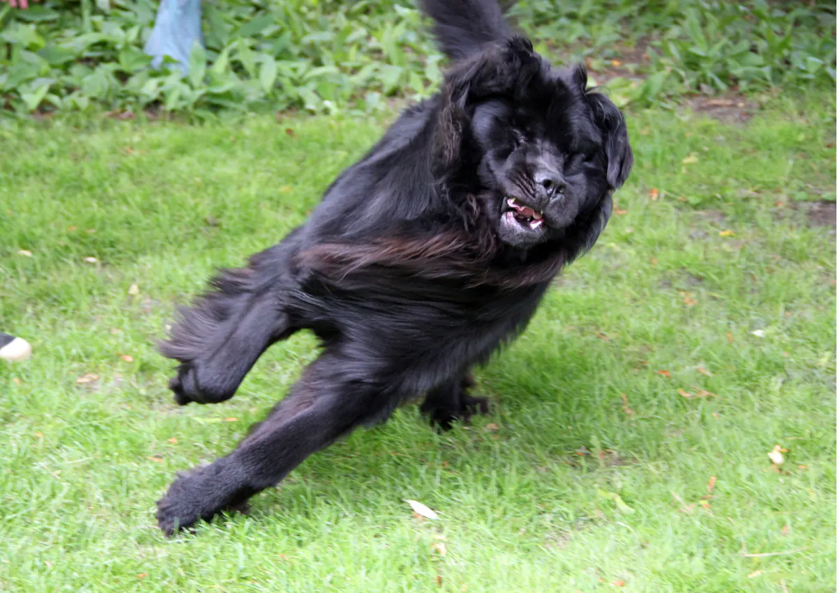 Chien terre neuve qui court dans une pelouse 