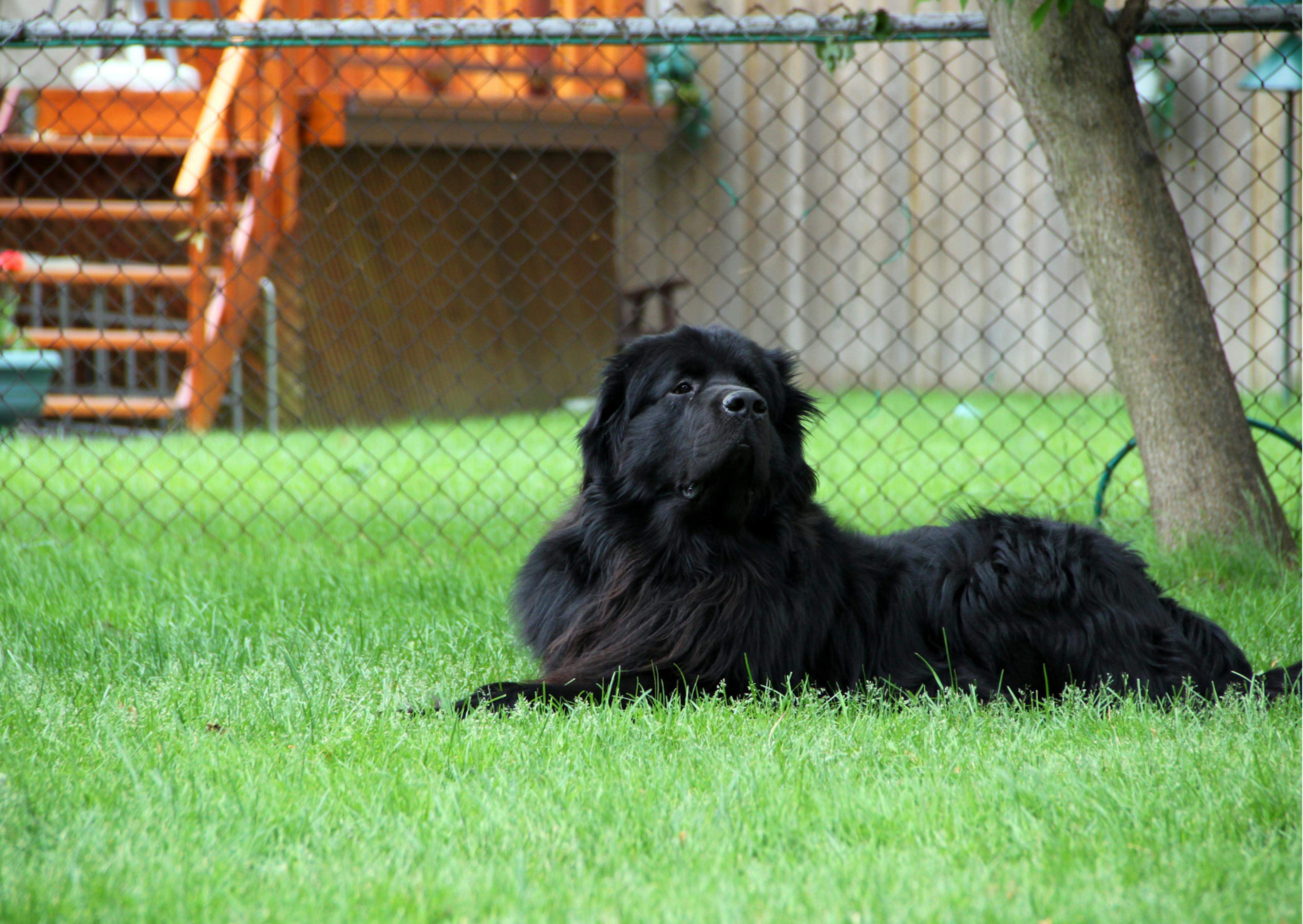 Chien terre neuve assis dans une pelouse, il regarde evrs le haut 