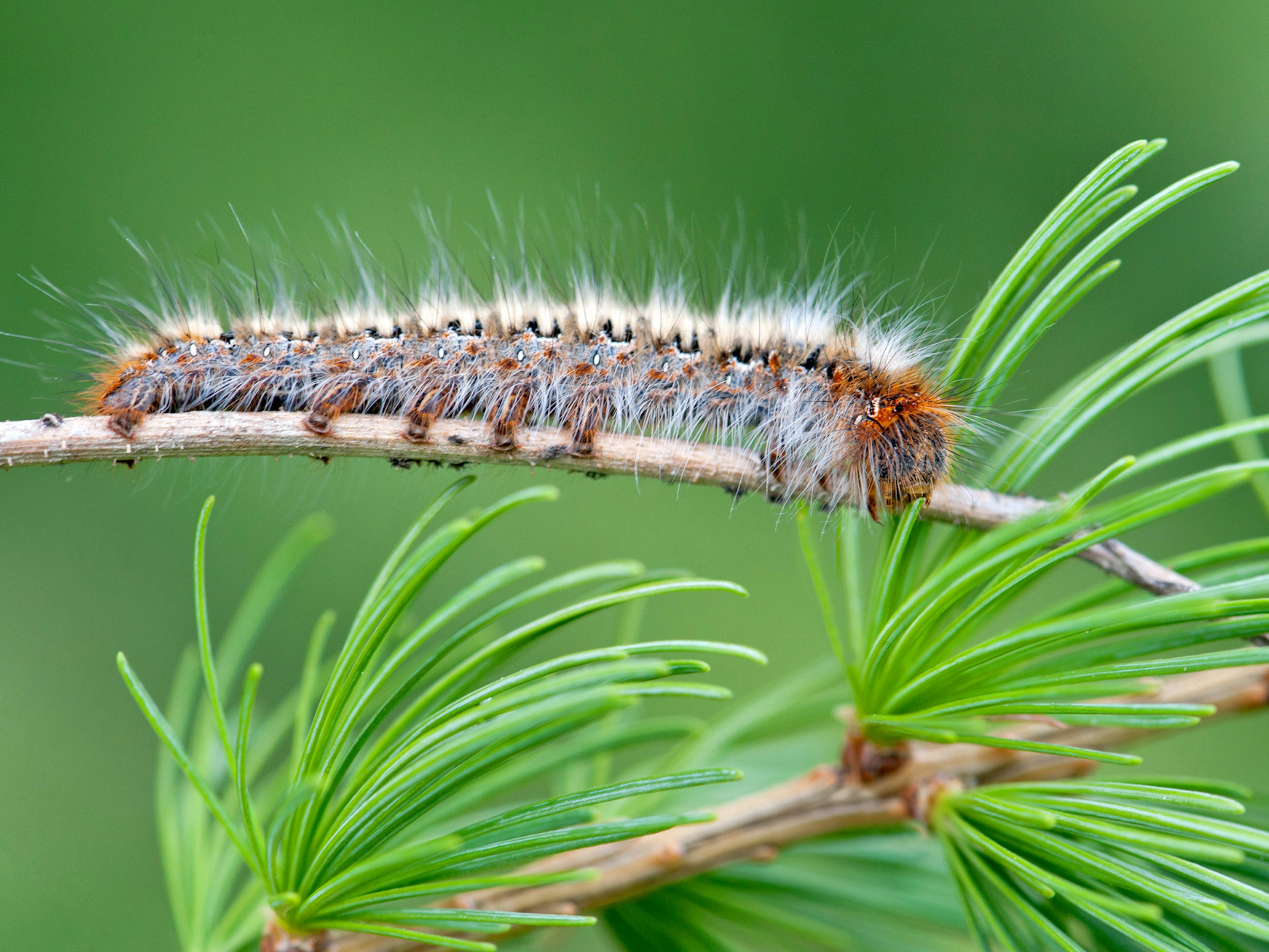 Chenille processionnaire sur une branche de pin