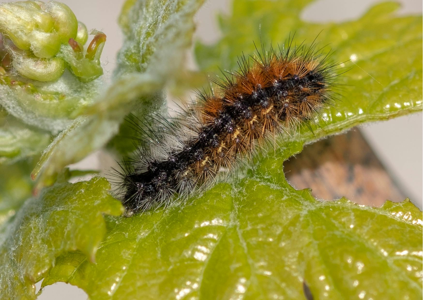 Chenille processionnaire sur une feuille