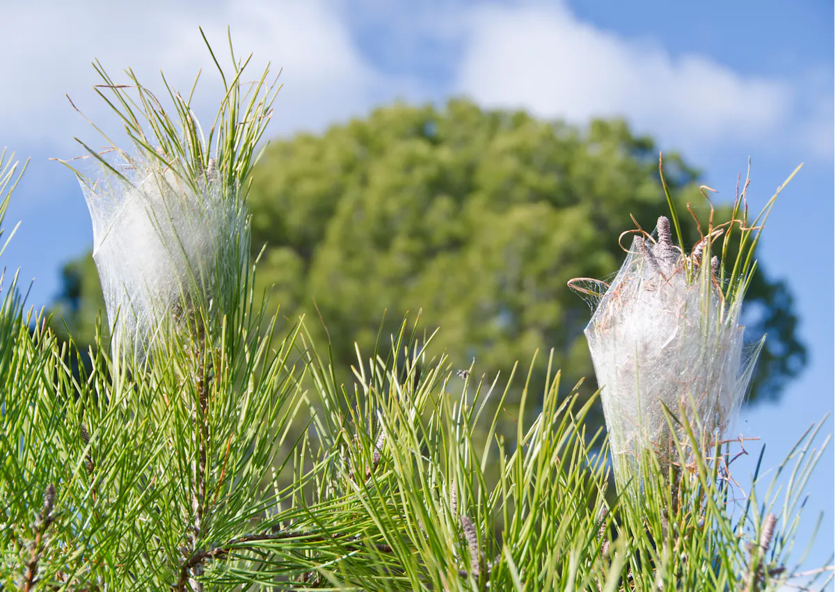 deux nids de chenille processionnaire dans un pin