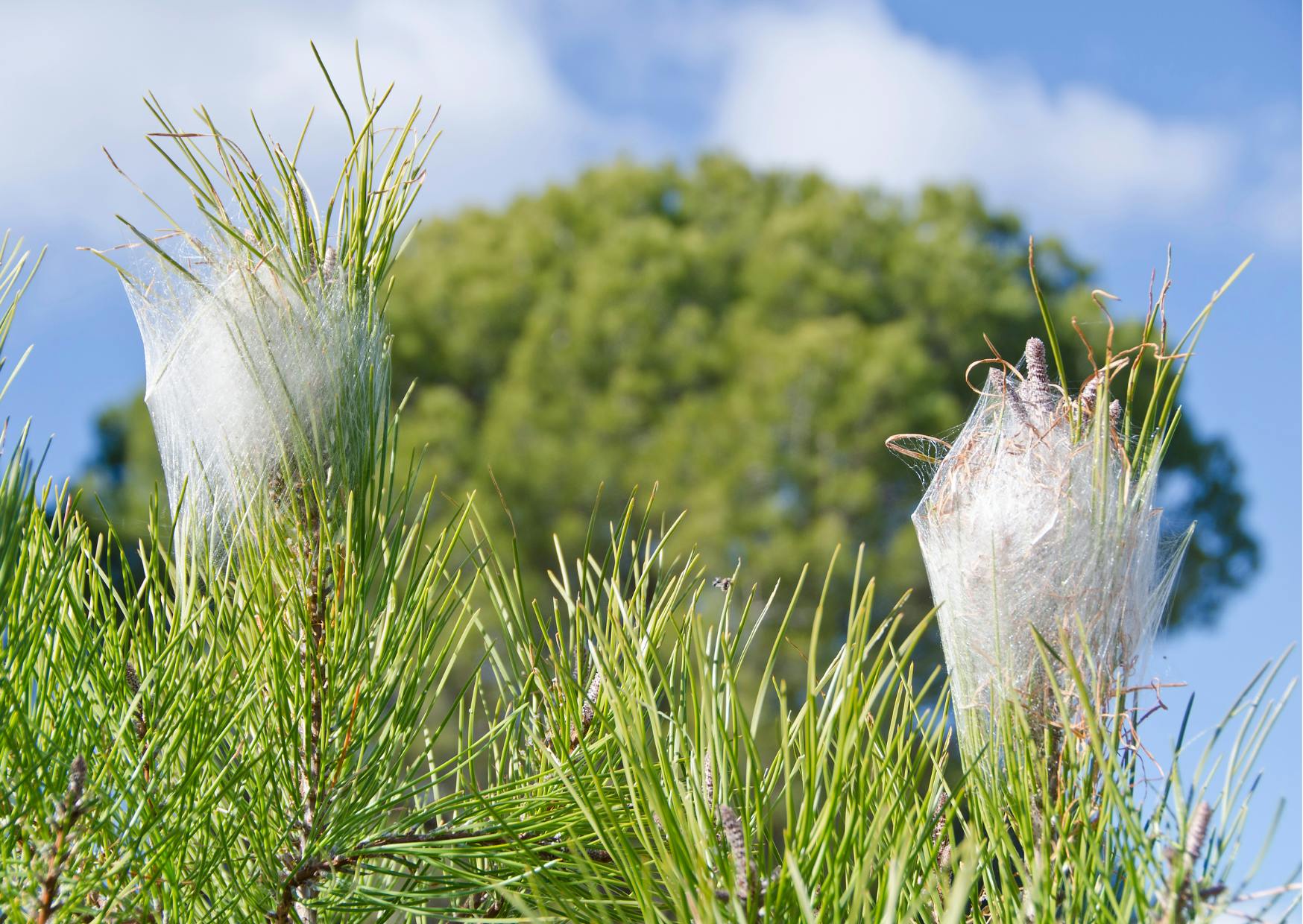 deux nids de chenille processionnaire dans un pin