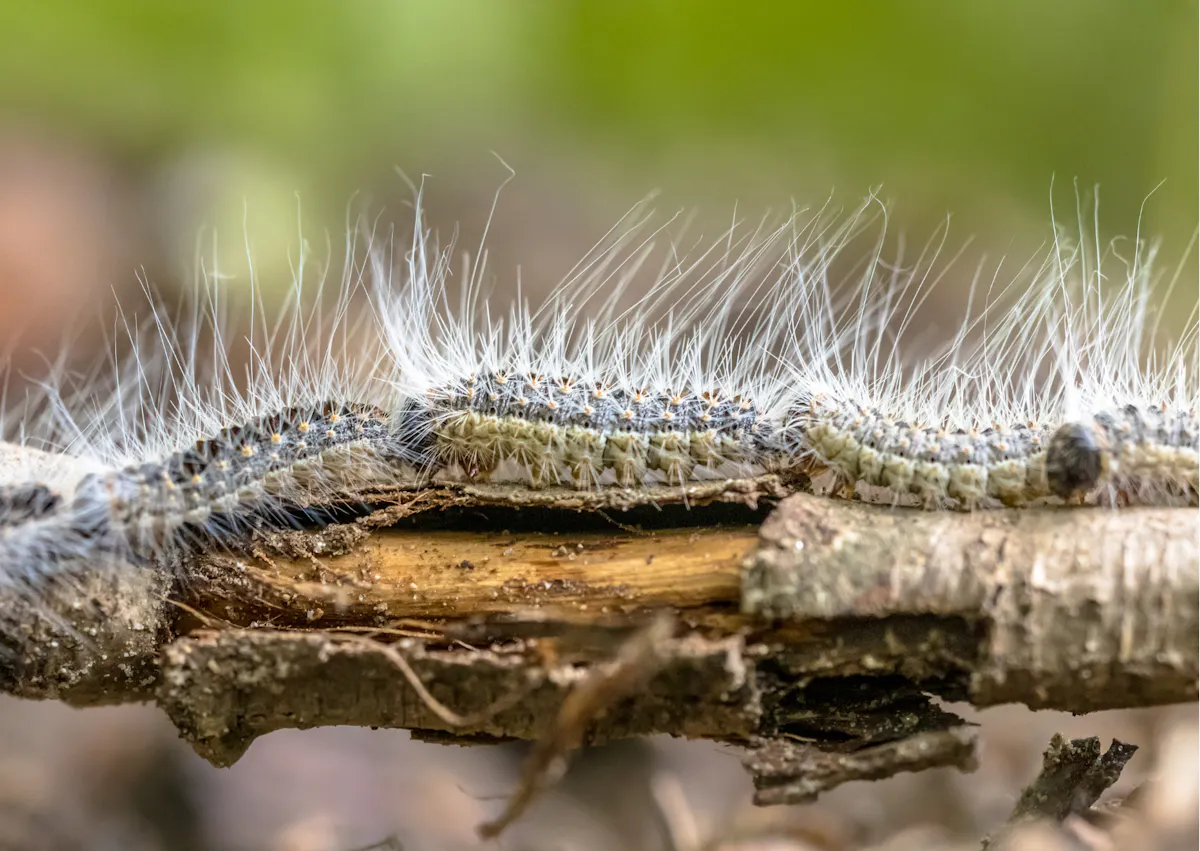 Chenille processionnaire qui se suivent en fil indienne 