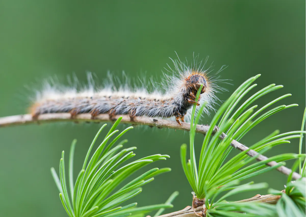 Chenille processionnaire sur une branche de pin