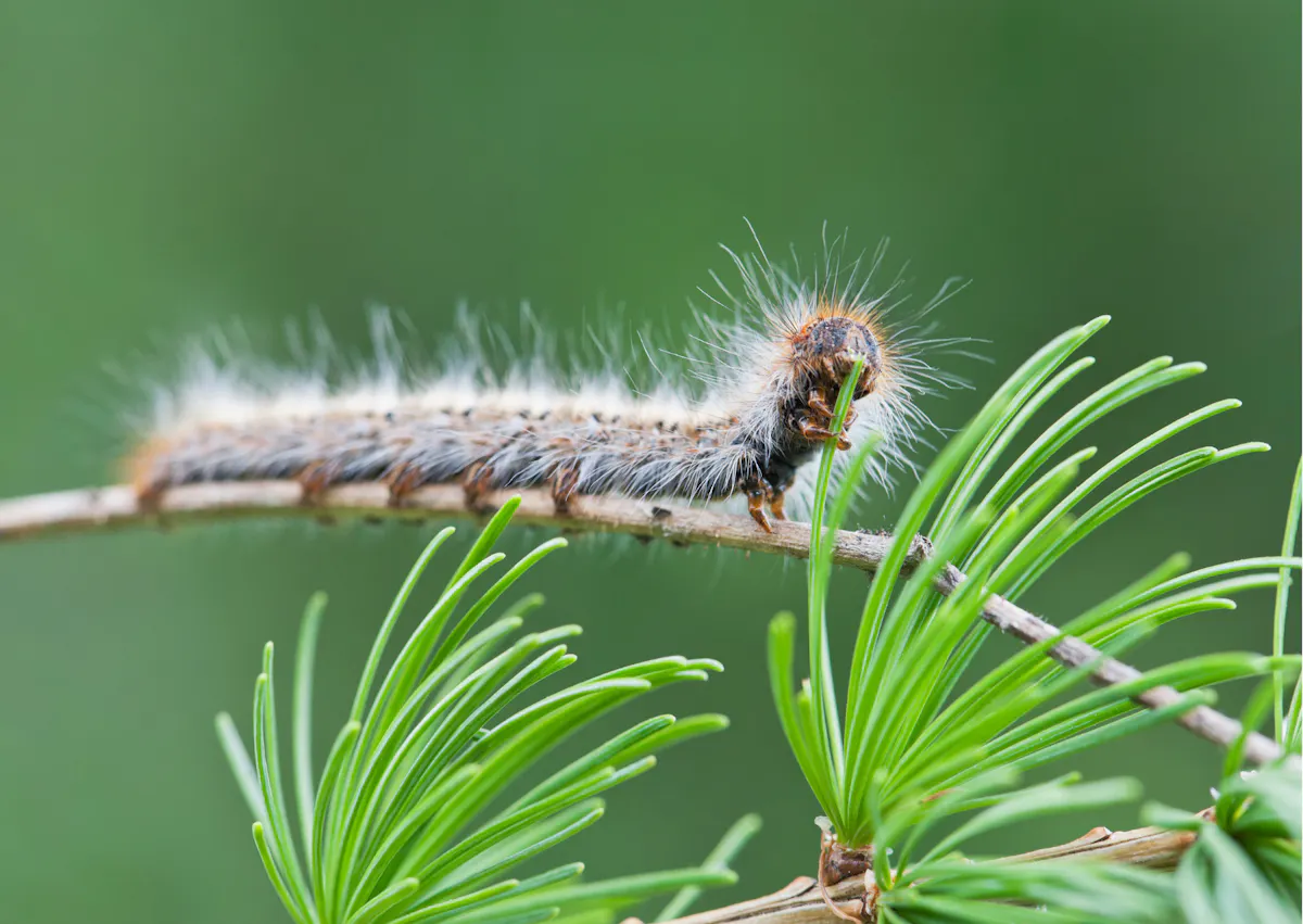 Chenille processionnaire sur une branche de pin