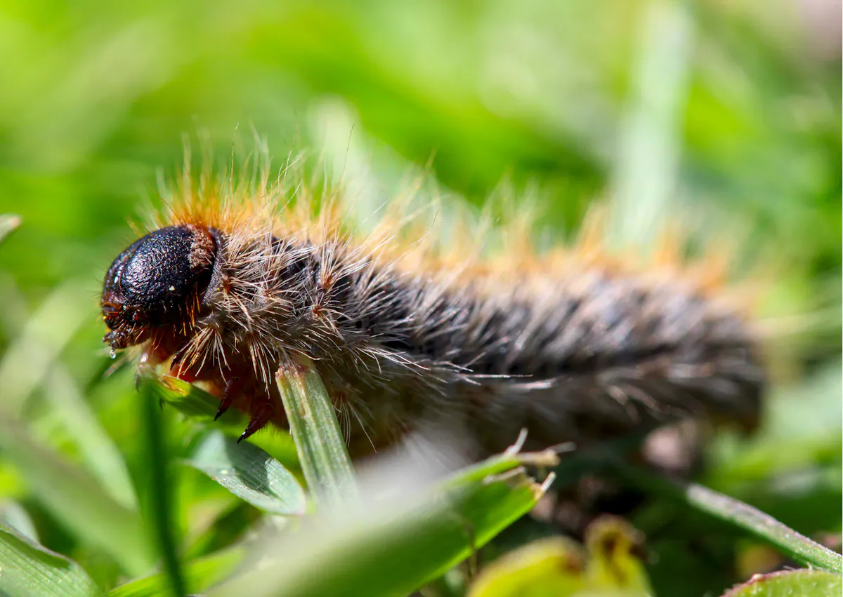 Chenille processionnaire sur une branche