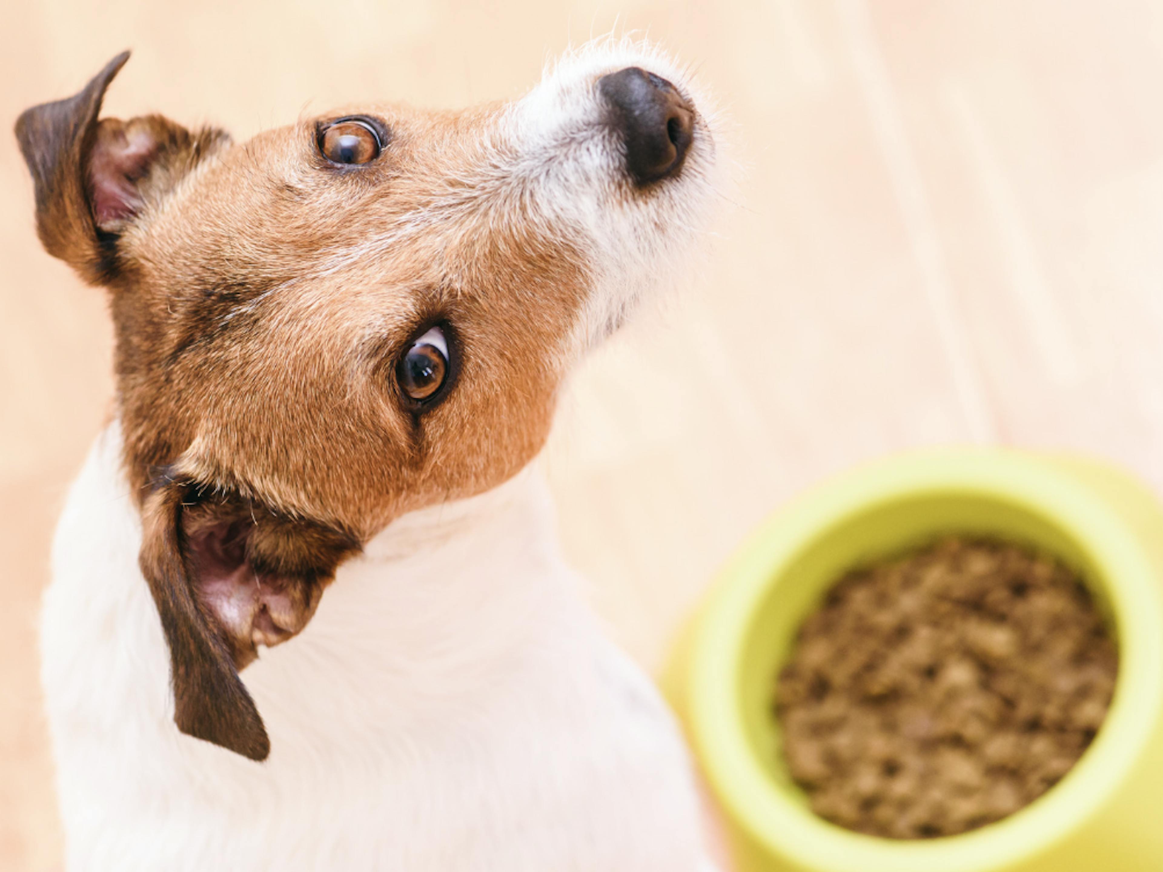 chien jack russel devant sa gamelle jaune