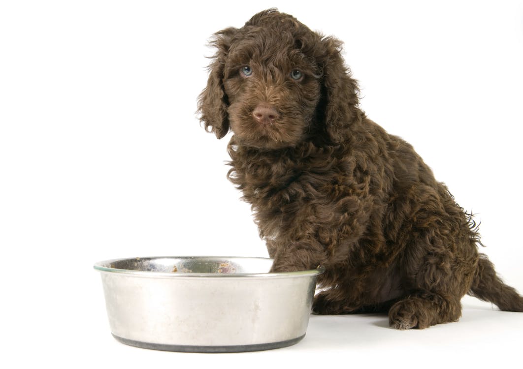 Chien caniche marron avec la patte dans sa gamelle 