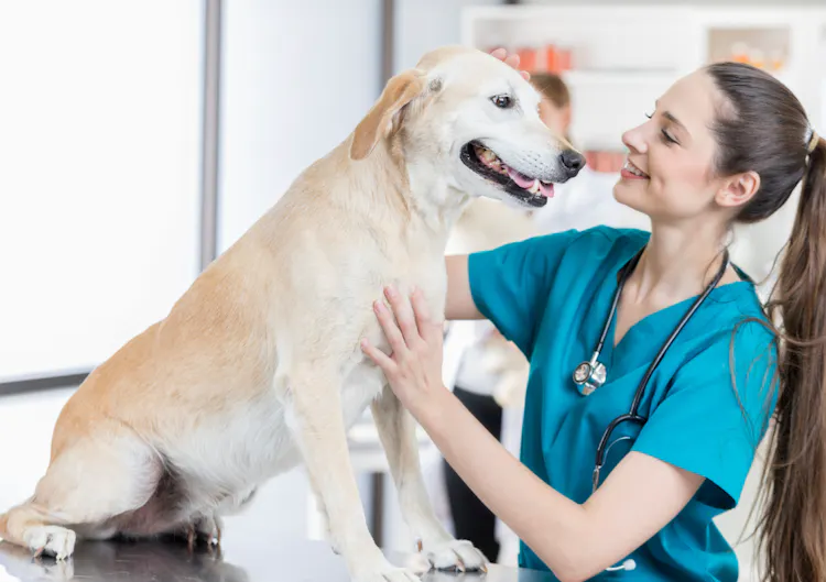 chien labrador en consultation chez le vétérinaire