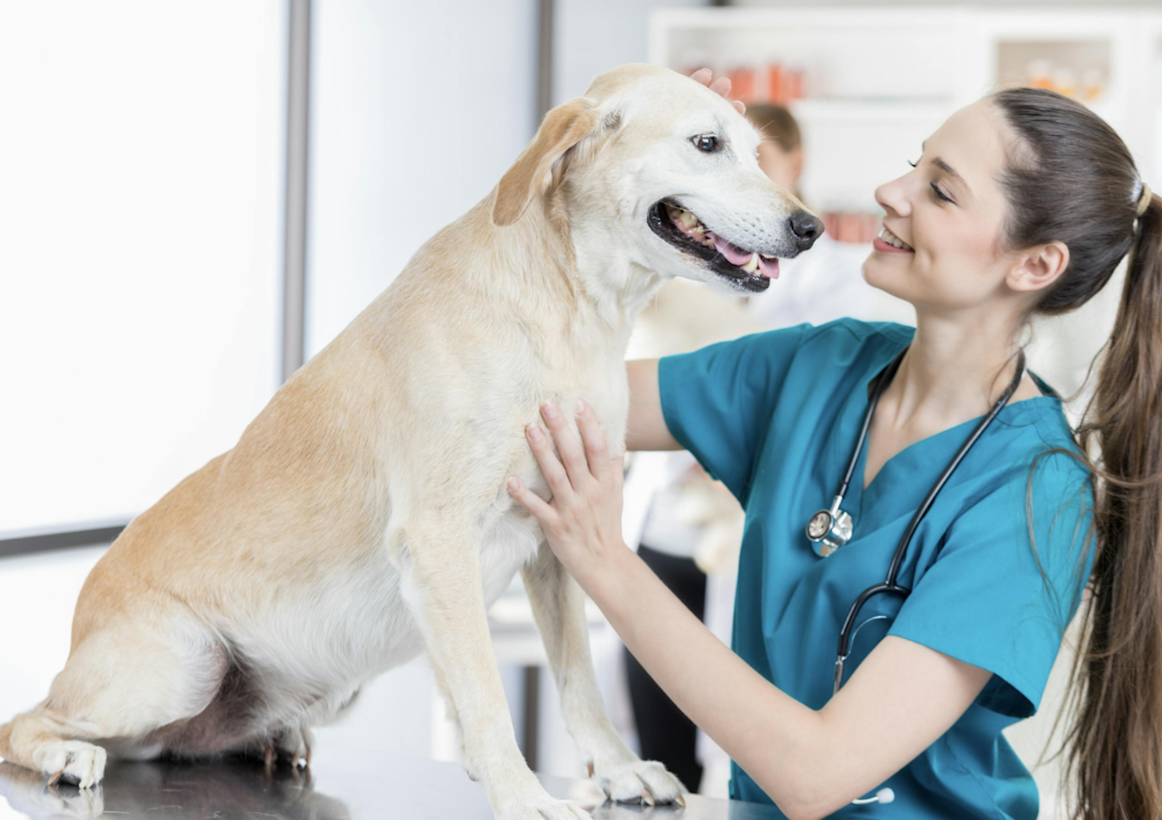 chien labrador en consultation chez le vétérinaire 