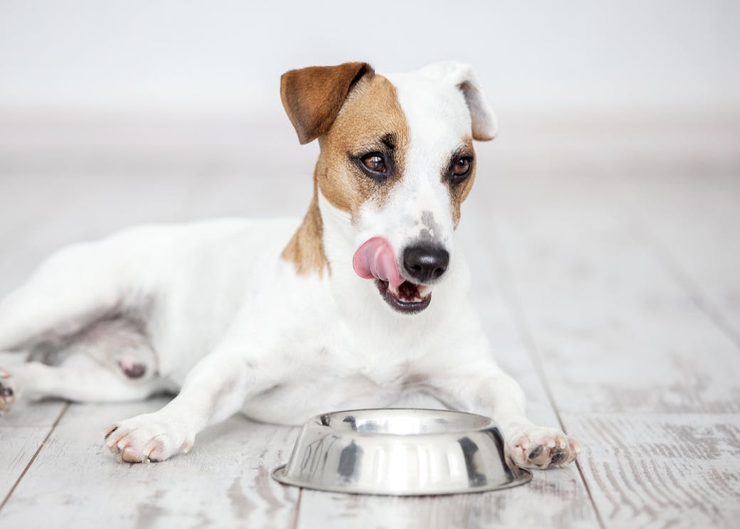 Jack Russel devant sa gamelle