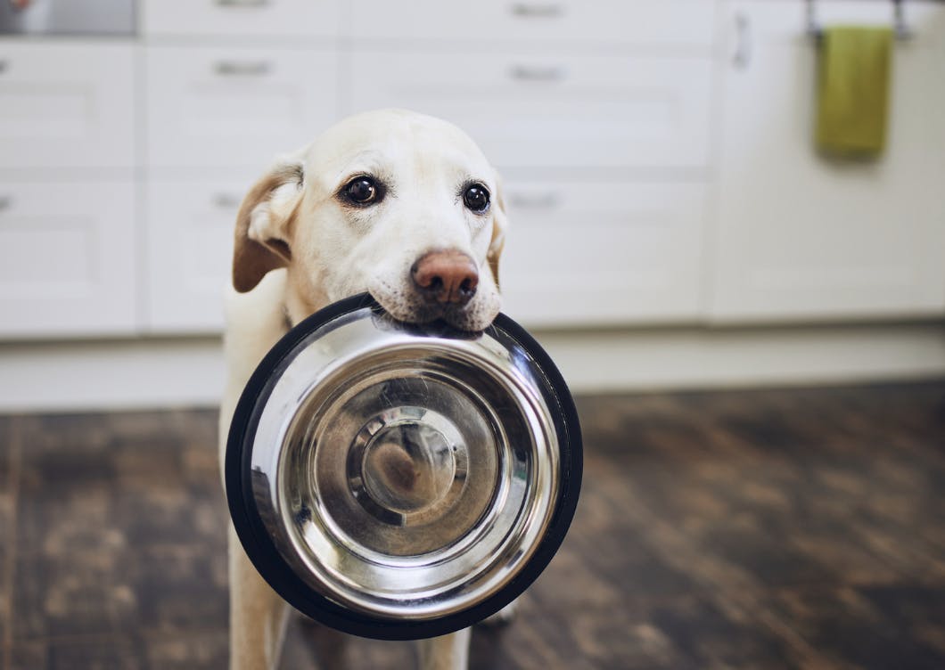 chien qui tient sa gamelle vide dans la bouche 