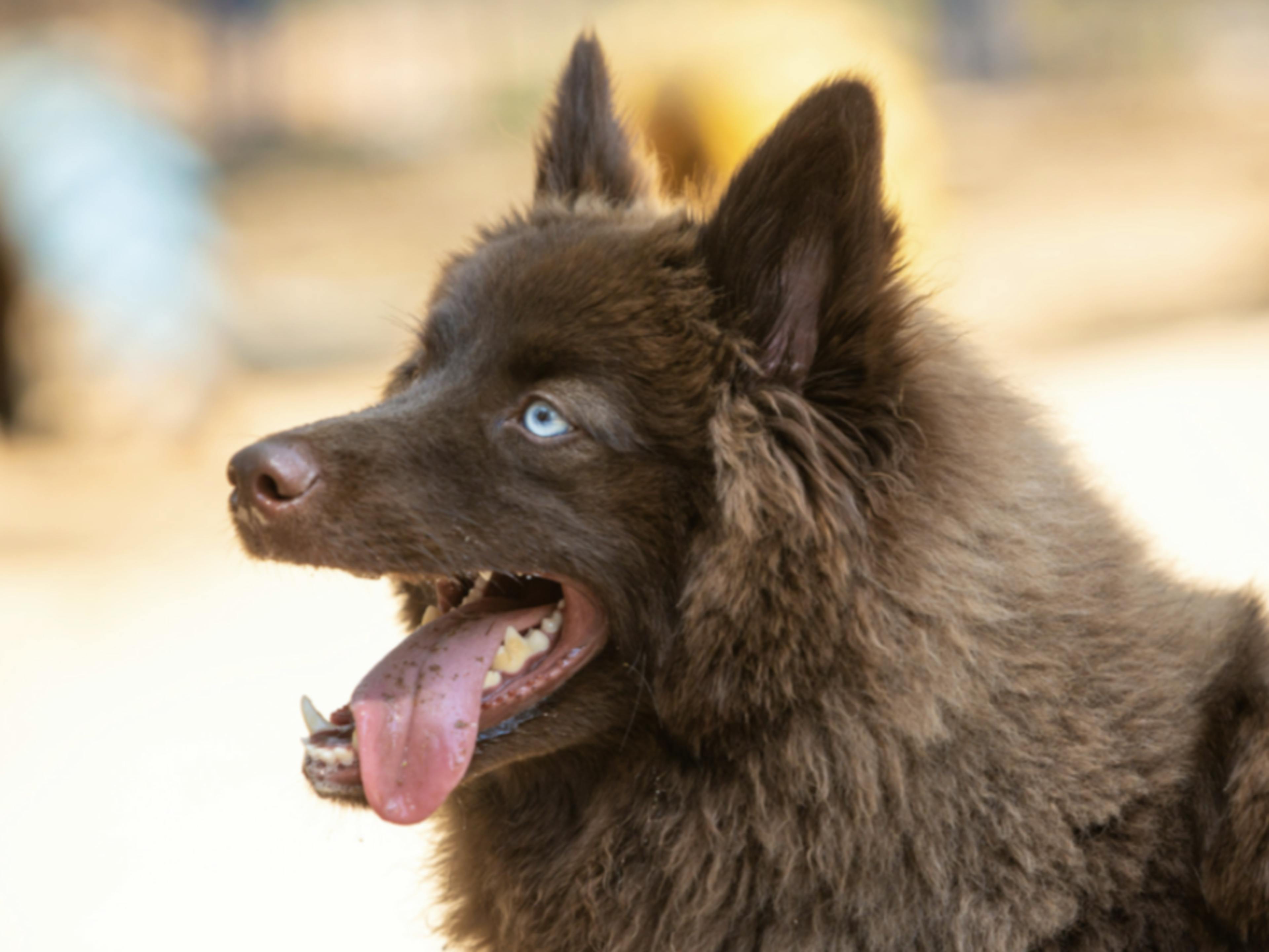 Pomsky qui tire la langue