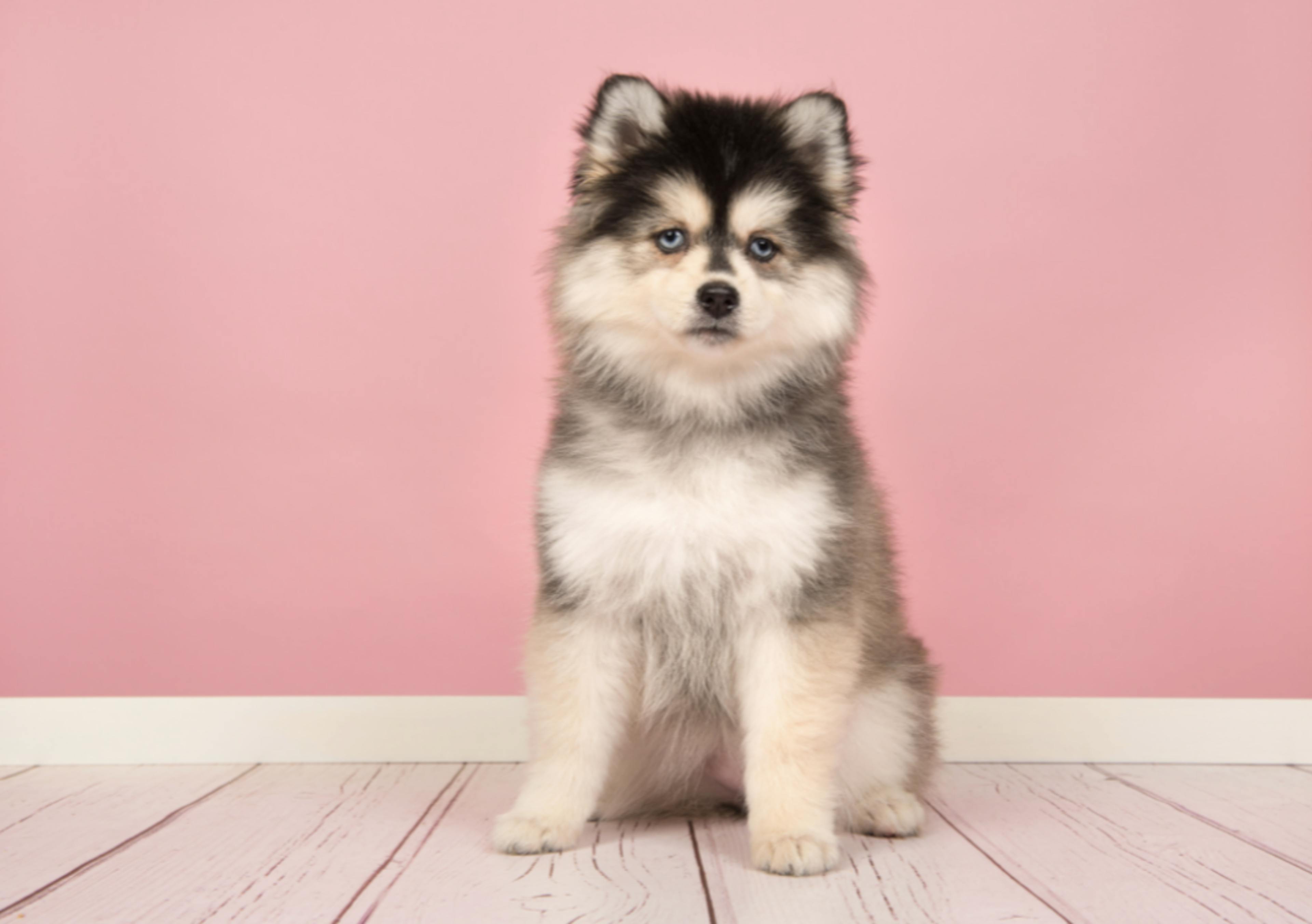 Bébé Pomsky Assis