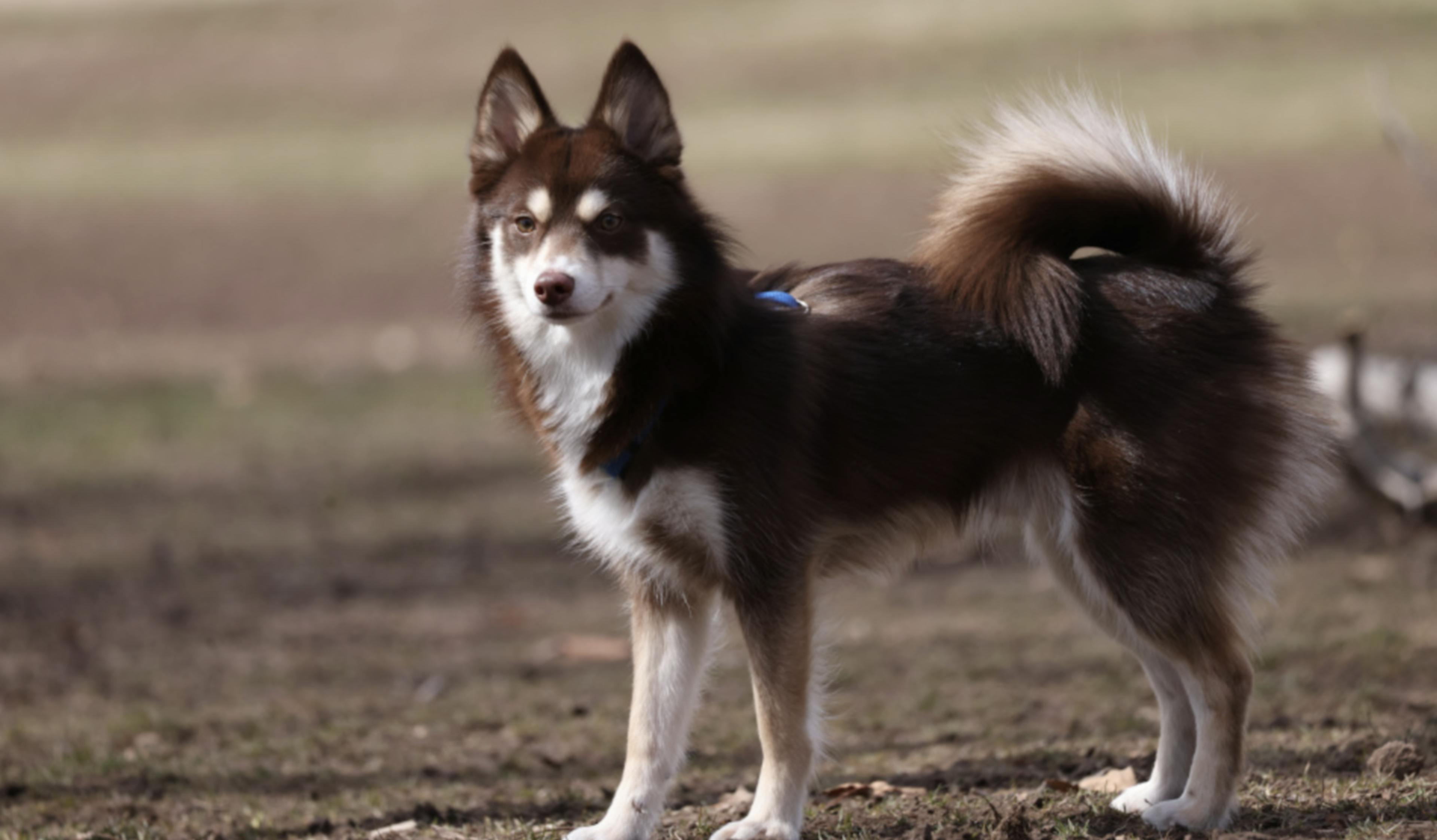 Pomsky qui se tient debout