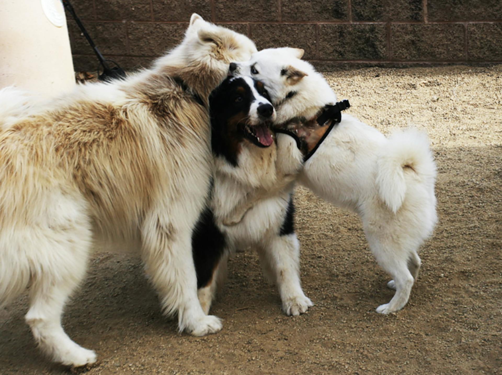 Pomsky qui joue avec d'autres chiens