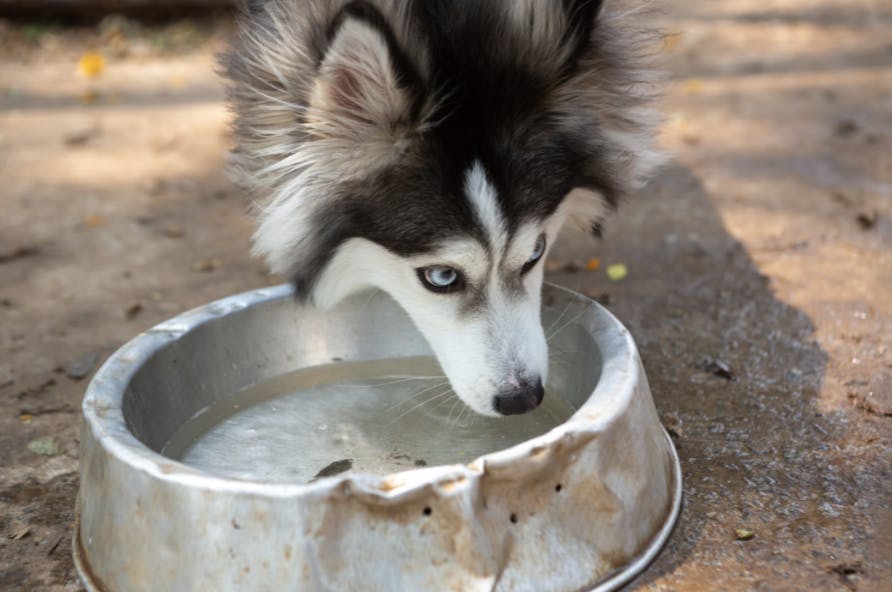 Pomsky qui mange