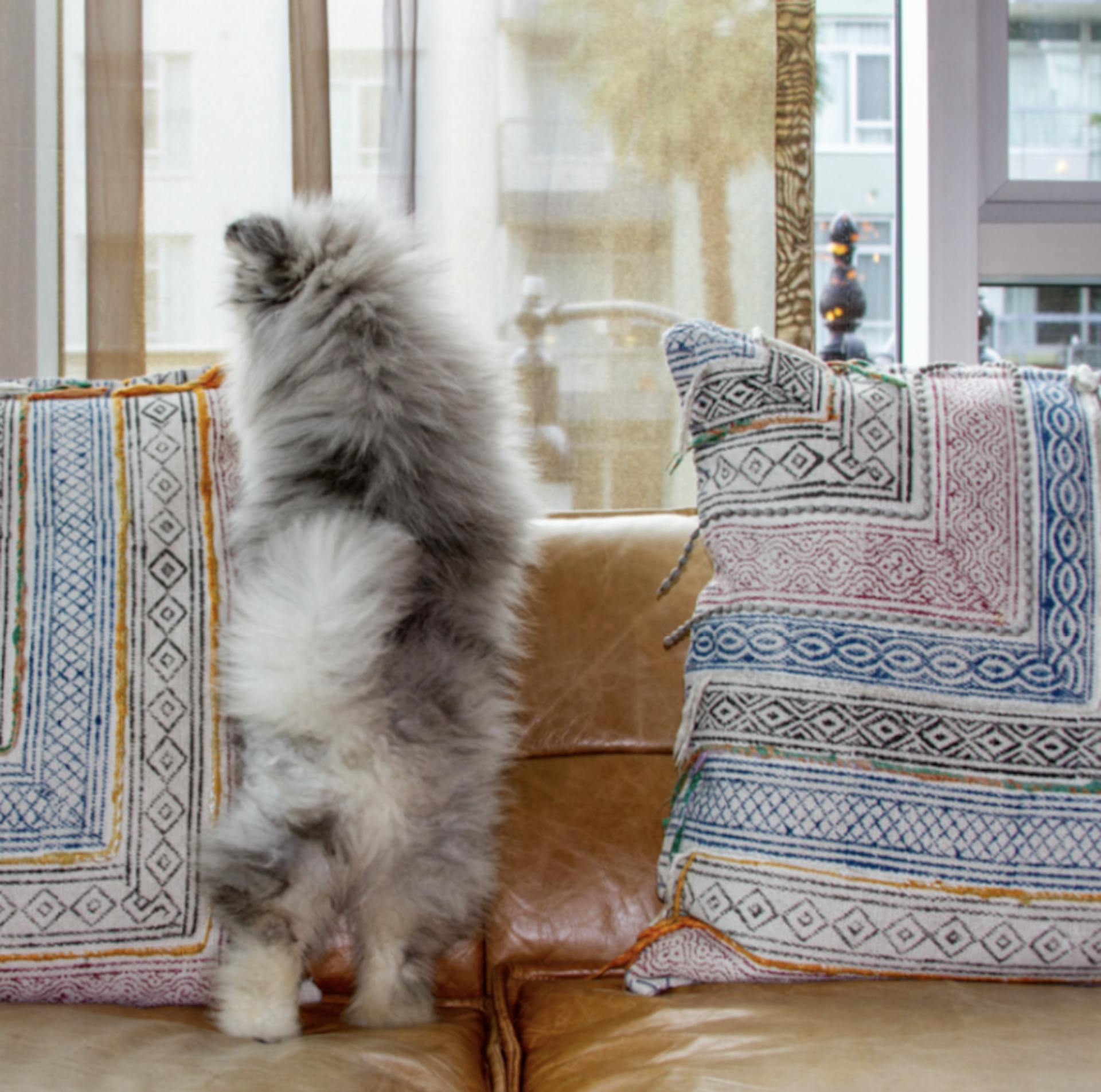 Chiot Pomsky qui regarde par la fenêtre 