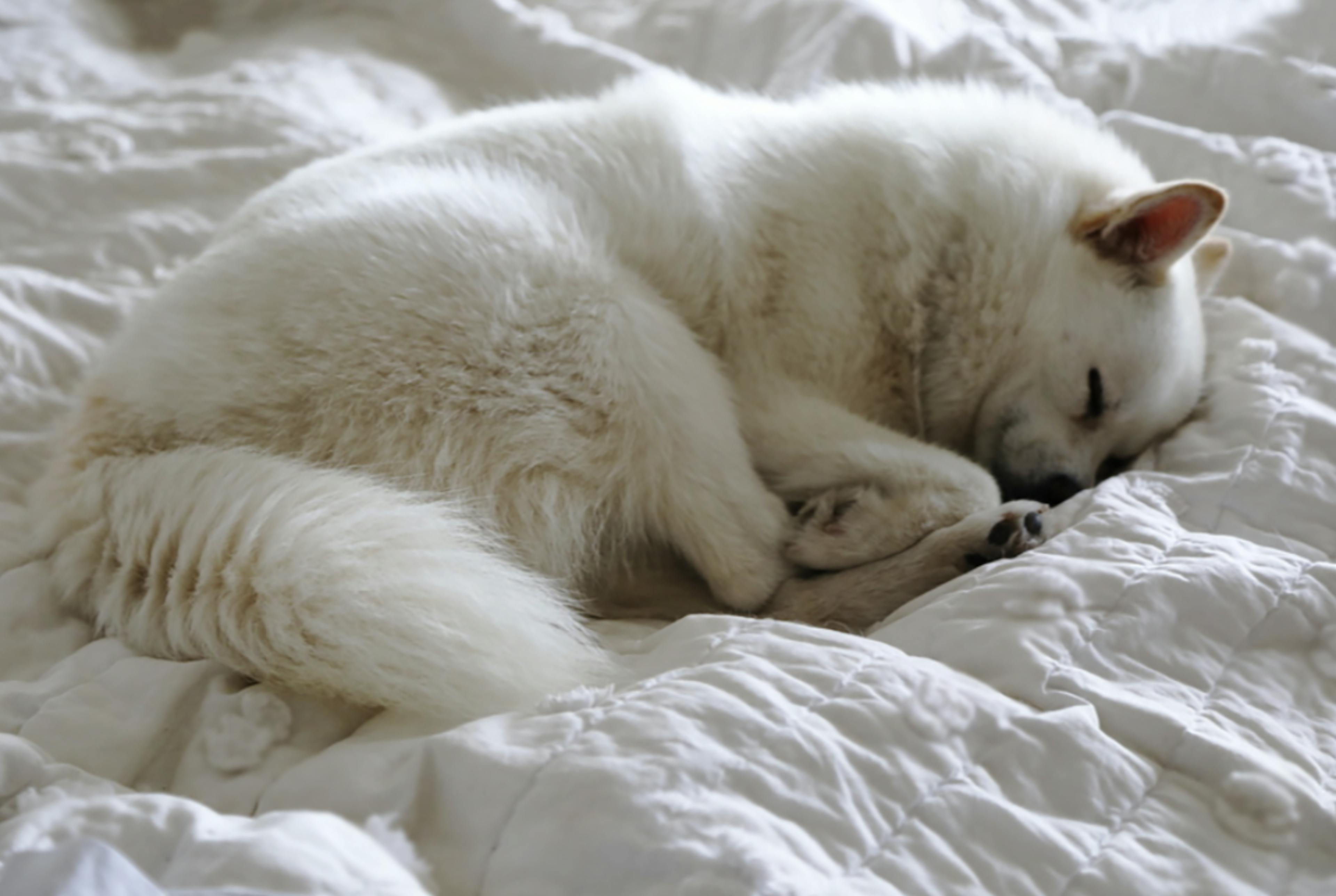 Pomsky qui dort