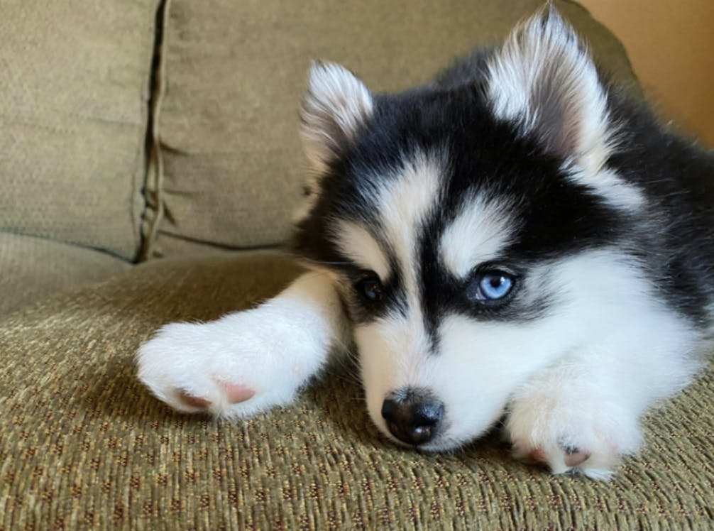 Chiot Pomsky couché sur le canapé