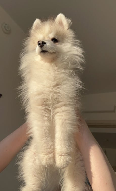 Bébé Pomsky tenu dans les bras
