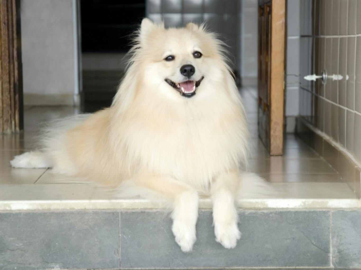 Spitz couché