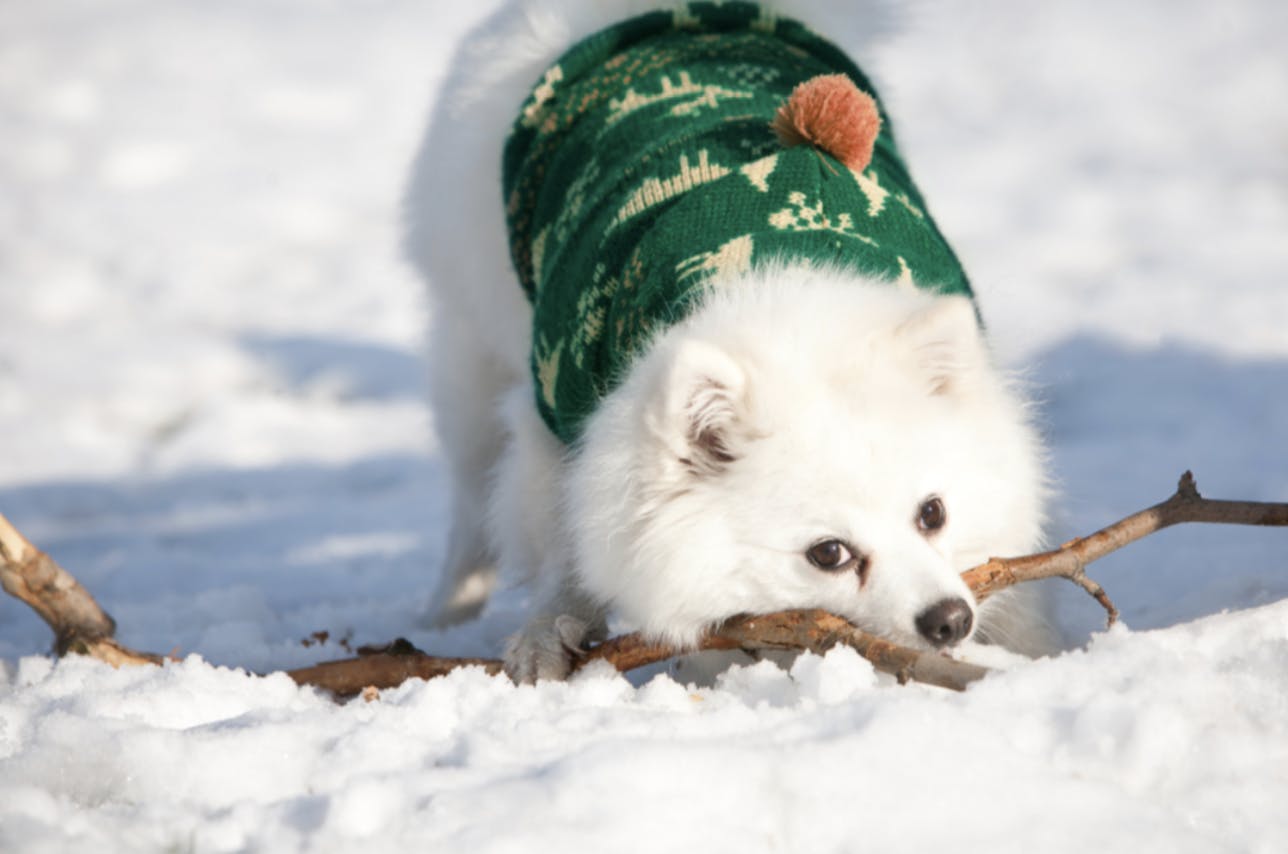 Spitz blanc dans la neige 