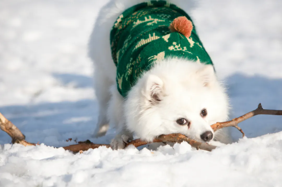 Spitz blanc dans la neige 