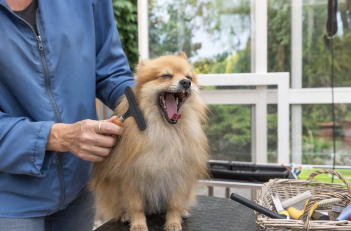 Spitz qui se fait toiletter