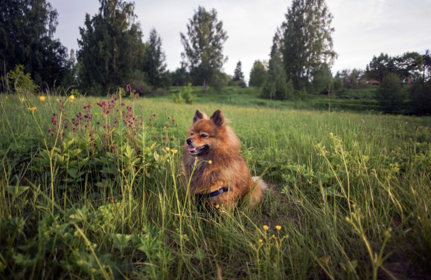 Spitz dans les champs
