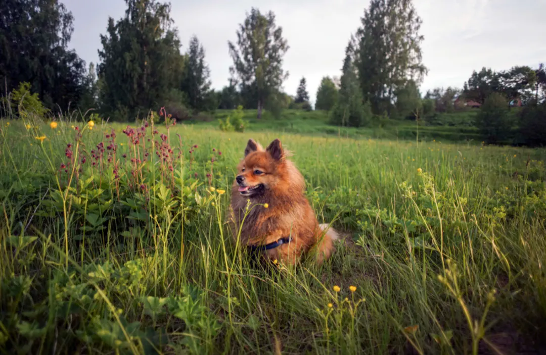 Spitz dans les champs