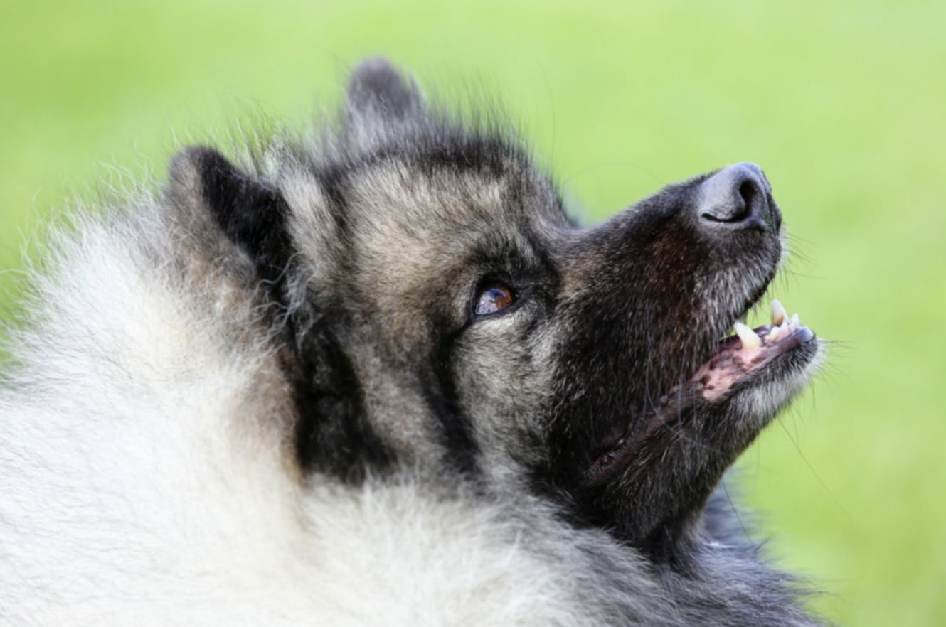 Portrait d'un Spitz