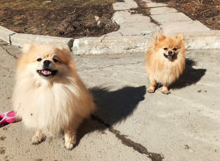 Deux Spitz assis sur la route