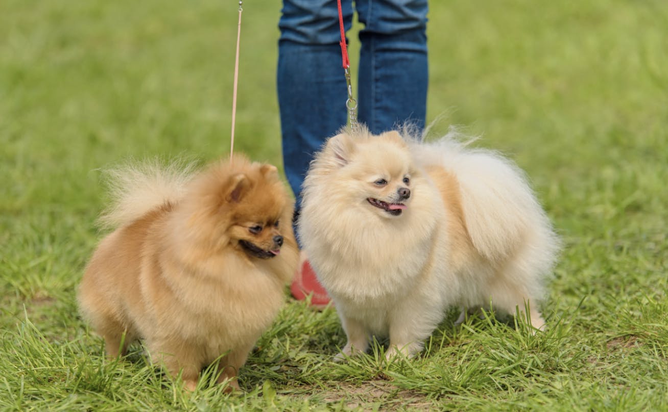 Deux Spitz en laisse
