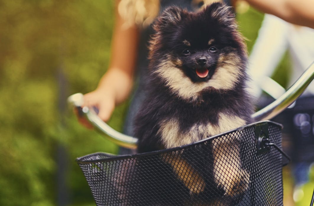 Spitz dans un panier à vélo