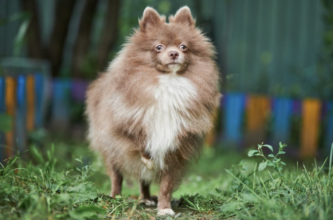 Spitz dans un jardin