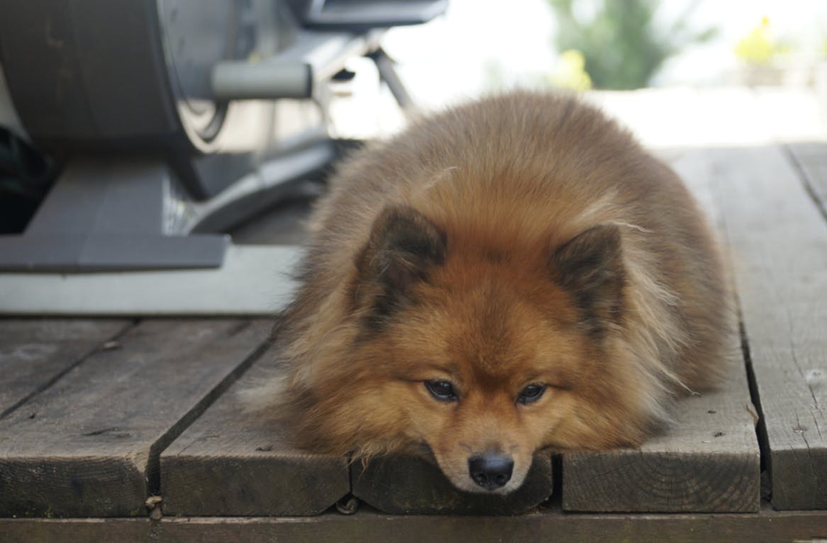 Un Spitz couché 