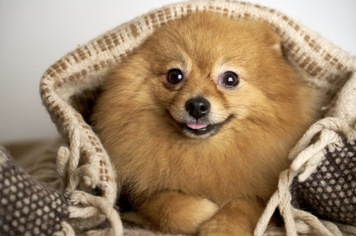 Spitz sous une couverture et qui tire la langue 