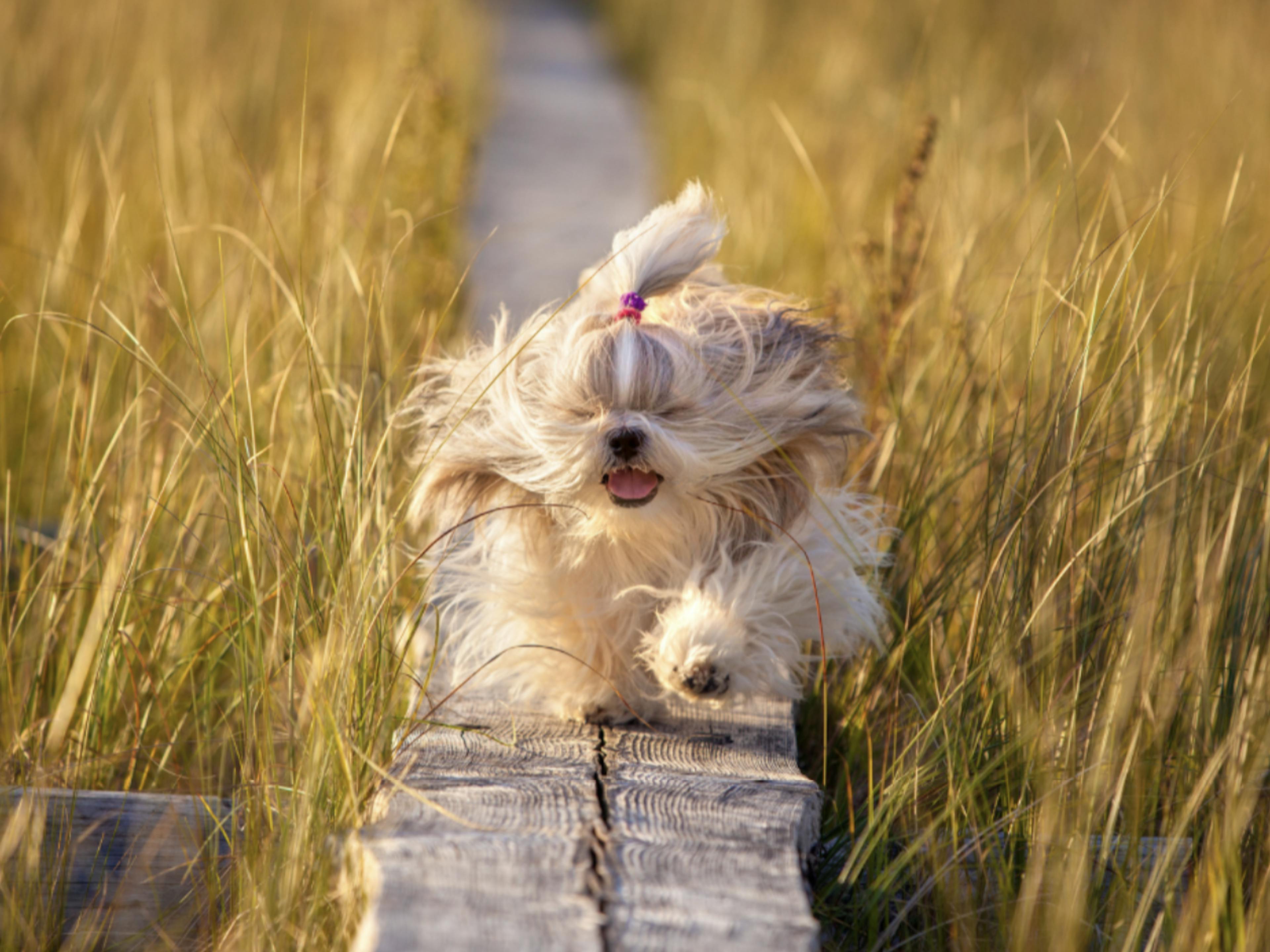 Shih Tzu qui court dans un pré