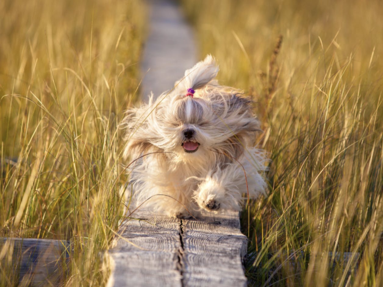 Shih Tzu qui court dans un pré