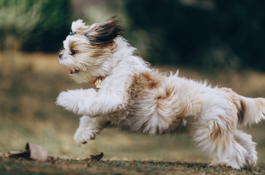 Shih Tzu qui court