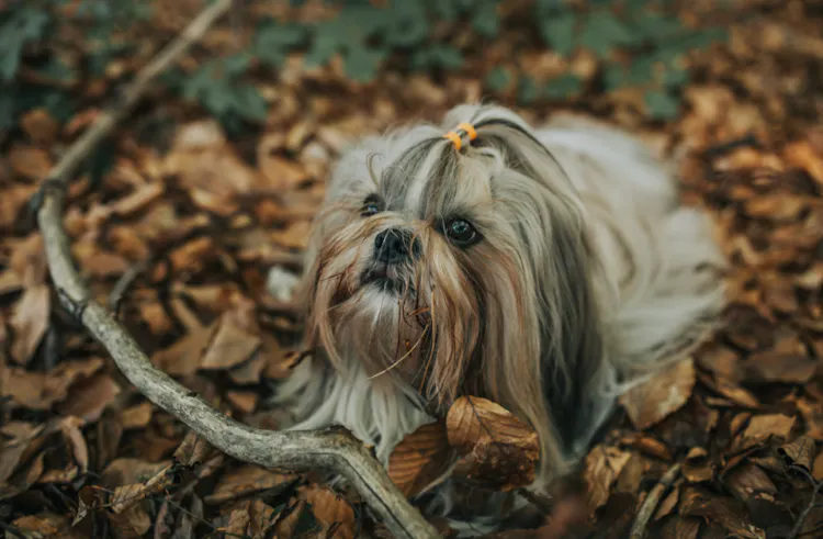 Shih Tzu dans des feuilles