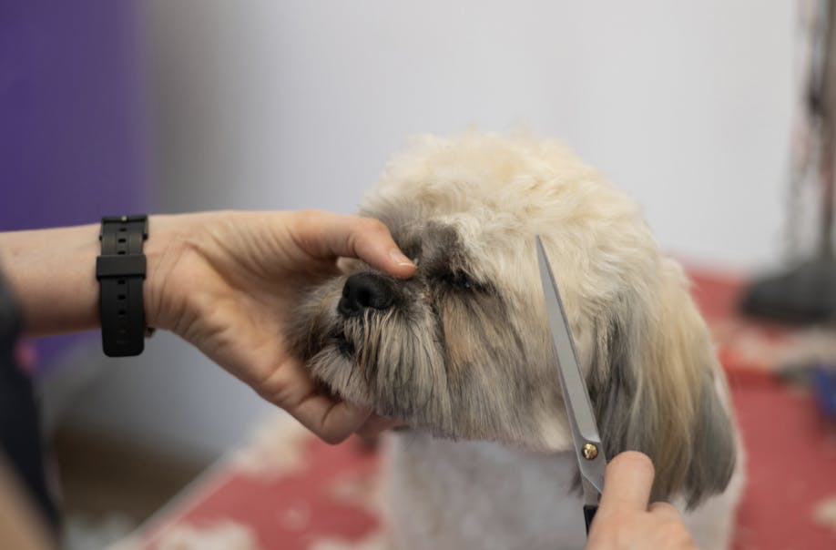 Shih Tzu chez le toiletteur