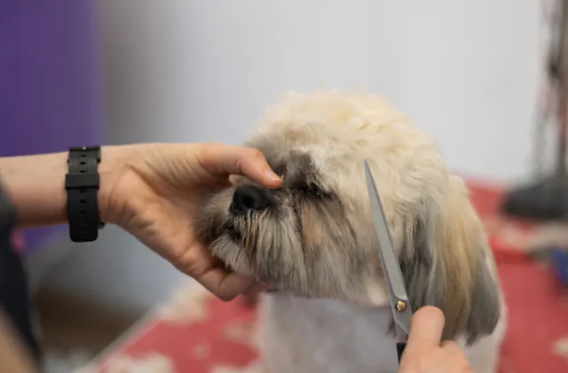 Shih Tzu chez le toiletteur