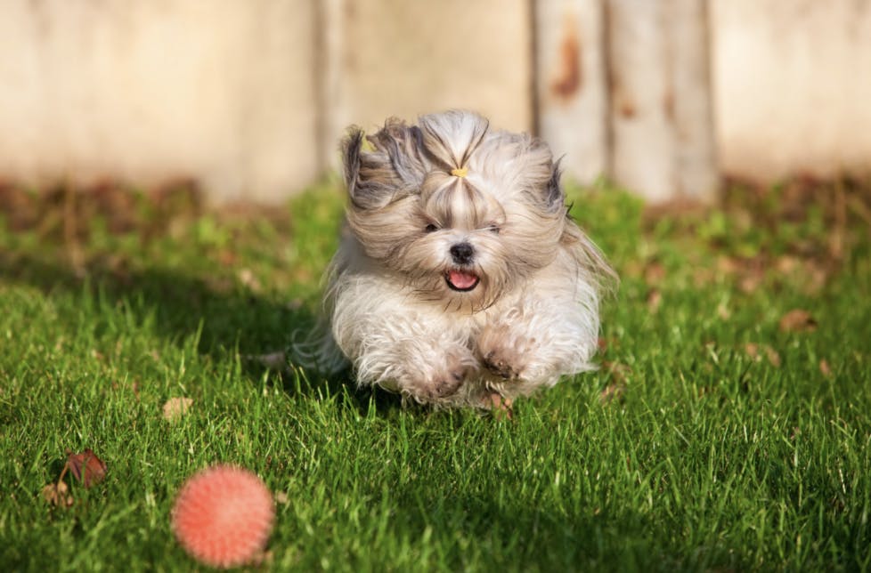 Shih Tzu qui court après la balle 