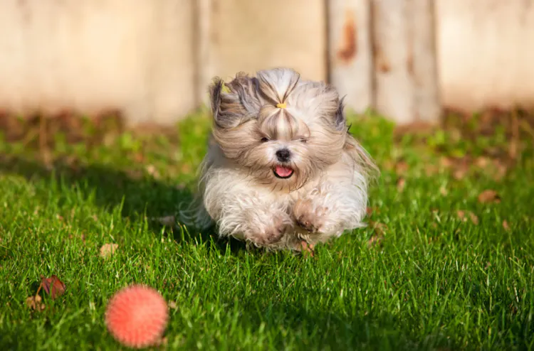 Shih Tzu qui court après la balle