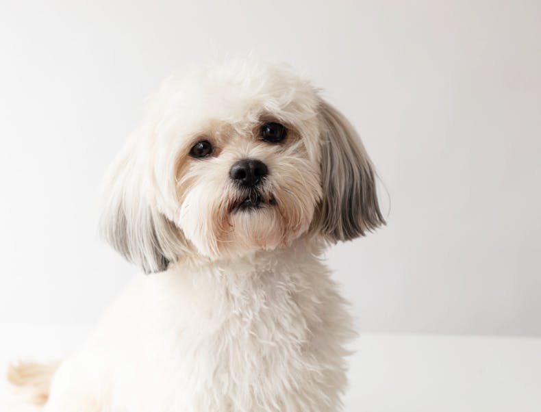 Shih Tzu blanc assis